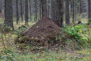 Explore the natural beauty of an anthill nestled in a lush Syktyvkar forest.